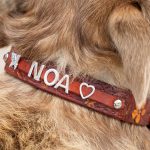 Bewerkte halsband hond met naam schuivers