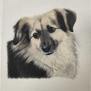 Pasteltekening van een hond